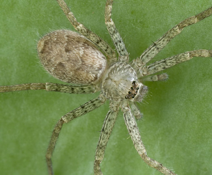 Datei:Heteropoda-venatoria Zoo-Berlin 11-11 04.jpg