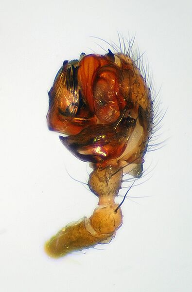 Datei:Leptyphantes leprosus 2.jpg