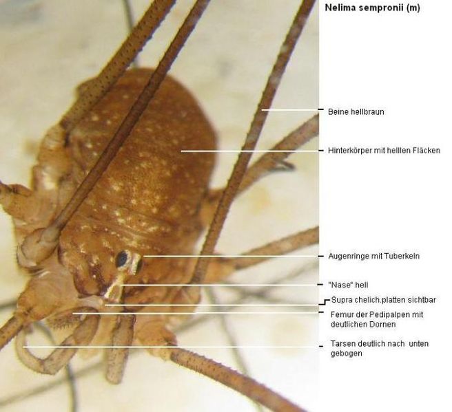 Datei:N. sempronii (m).jpg