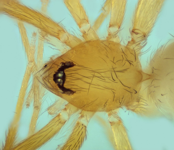 Datei:Orchestina pavesiformis female 20140808122802-5bdd36e3-me.jpg