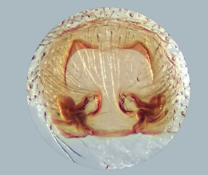 Datei:Pardosa amentata-Epigyne praep-LSG Schwartauwiesen-ml-1000px.jpg