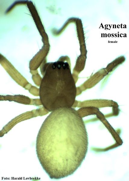 Datei:Agyneta mossica female do HLovbrekke.jpg