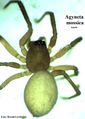 Agyneta mossica female do HLovbrekke.jpg