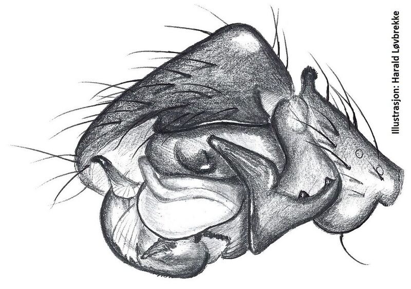 Datei:Agyneta saxatilis palp HLovbrekke.jpg