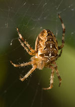 Araneus diadematus W 7-8468.jpg