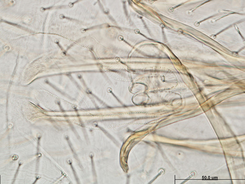 Datei:Balaustium sp A6715 O5062.jpg