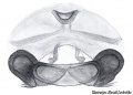 Vulva ventral