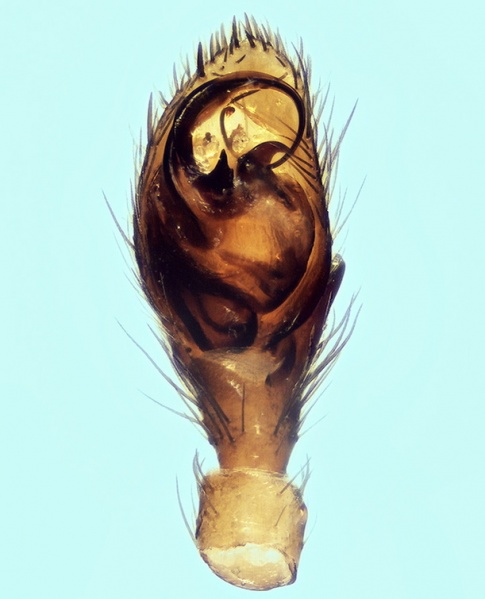 Datei:Civizelotes ibericus male palp 20160209203153-68e70b93-me.jpg