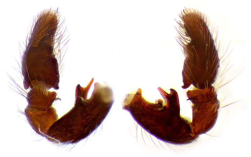 Datei:Heliophanus melinus Schaefer Palpus.jpg