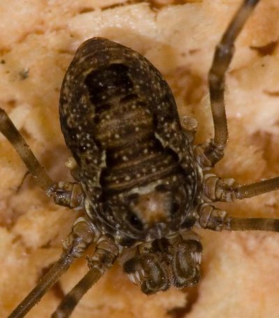 Platybunus pinetorum 7-5658.jpg