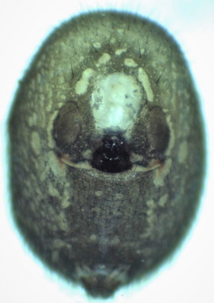 Datei:Robertus ungulatus female ve HLovbrekke.jpg