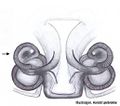 Vulva ventral