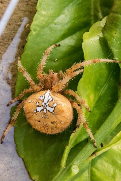Datei:Araneus pallidus 3 oertel.JPG