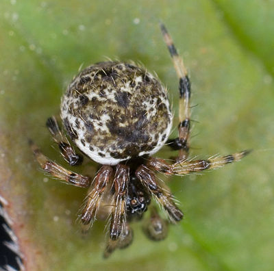 D melanogaster M 7-6104.jpg