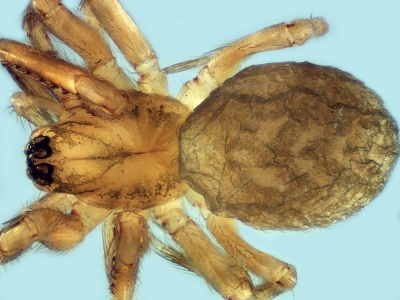 Dirksia pyrenaea female 20160522224345-14757482-me.jpg