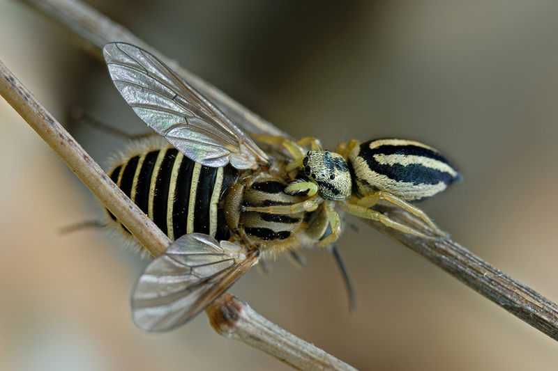 Datei:Melinus Helwig4.jpg