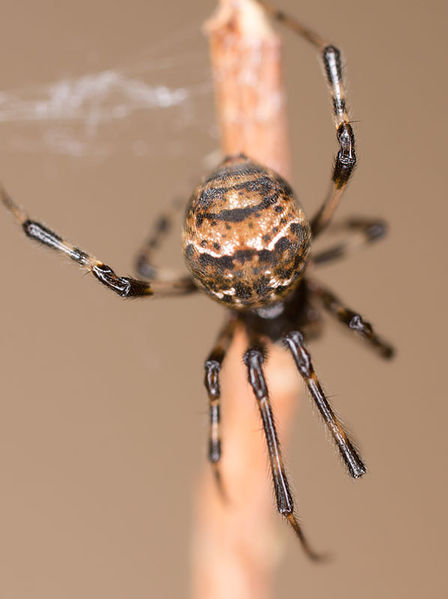 Datei:Parasteatoda tabulata W 9-00450.jpg