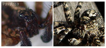 Pardosa vs acantholycosa GHMorka.jpg
