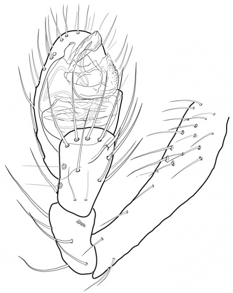 Datei:PhyllonetaSisyphiaPedipalpVentralDrawing.jpg