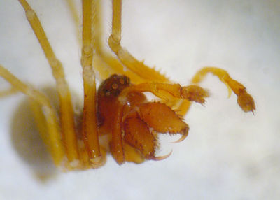 Prinerigone vagans 1024.jpg