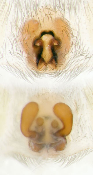 Datei:Scotophaeus-validus Sardinien-IsolaCaprera 13-04 03-Epig-Vulva.jpg