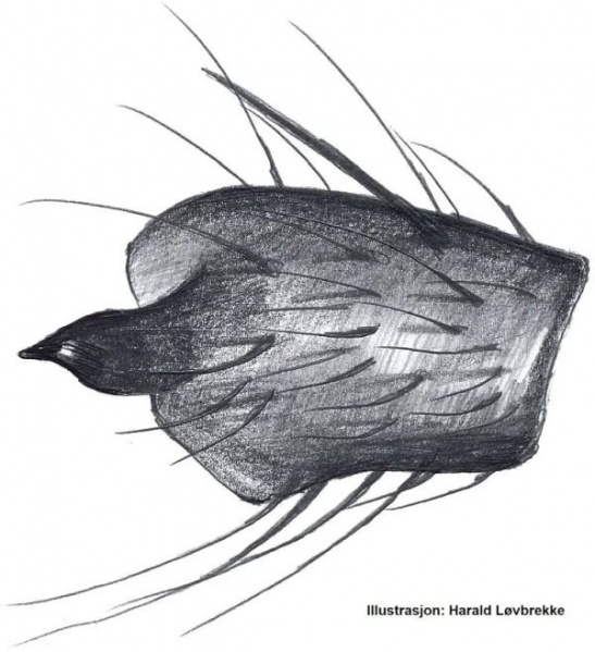 Datei:Scotophaeus blackwalli tibialapophyse HLovbrekke.jpg