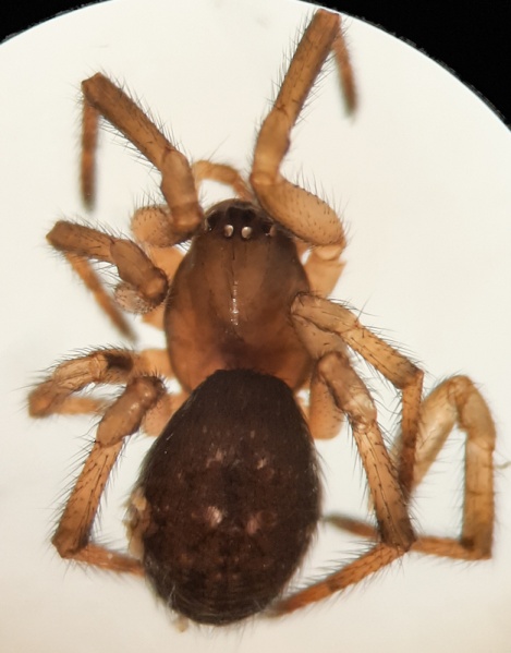 Datei:Enoplognatha quadripunctata f dorsal.jpg