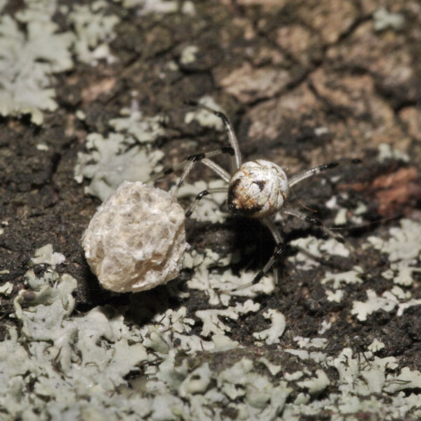 Datei:Neottiura suaveolens female A4625 PH4787.JPG