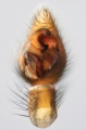 linker Pedipalpus ventral