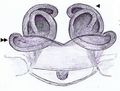 Vorschaubild der Version vom 09:29, 9. Jan. 2013