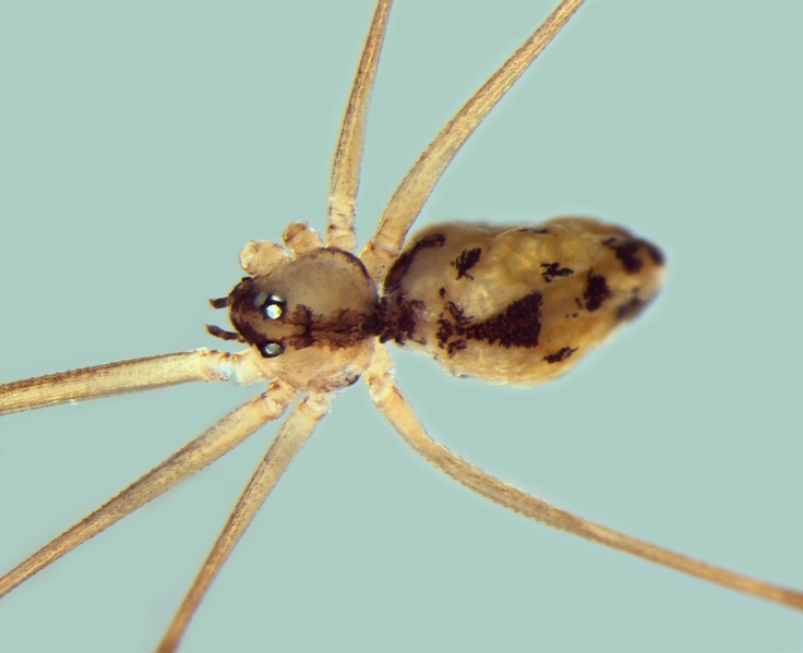 Datei:Spermophorides simoni femelle 20140820100400-95666d6f-me.jpg