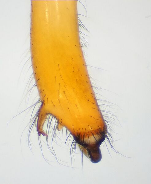 Datei:Tetragnatha-montana-Chelize.jpg