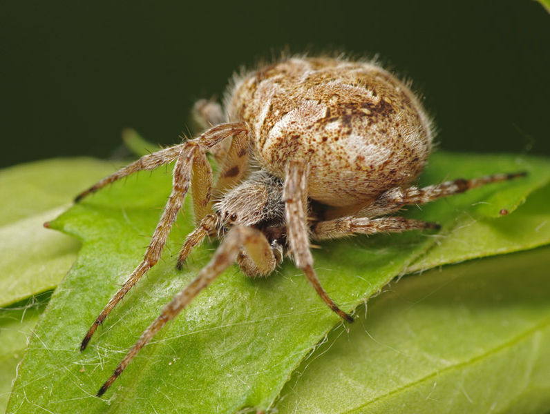 Datei:Agalenatea redii female A5755 PJ9973.JPG