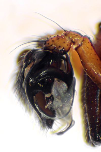 Datei:Fontinella frutetorum pedi left-bosnien-2011-05.jpg