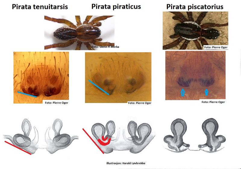 Datei:Pirata, female – Kopi HLovbrekke.jpg