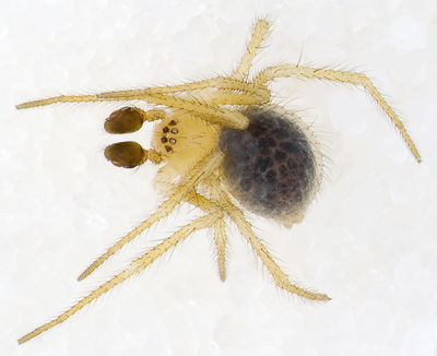 Ruborridion-musivum Sardinien-Bosa 13-04 01-male.jpg