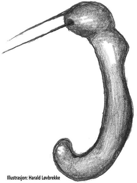 Datei:Wabasso replicatus Paracymbium 3 HLovbrekke.jpg