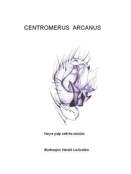 Datei:C arcanus palp utside HLovbrekkeJPG.JPG