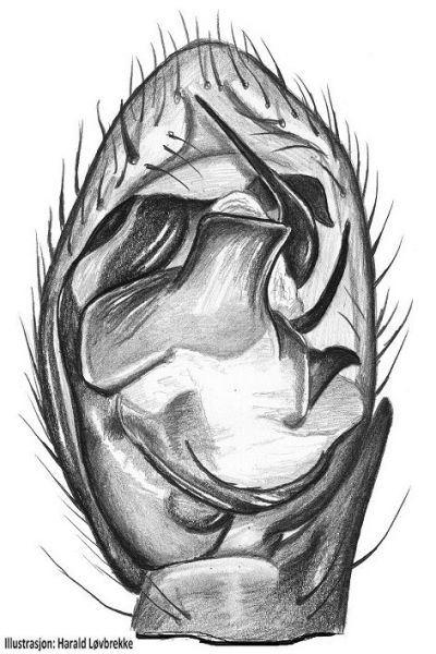 Datei:Drassyllus pusillus palp 2 HLovbrekke.jpg