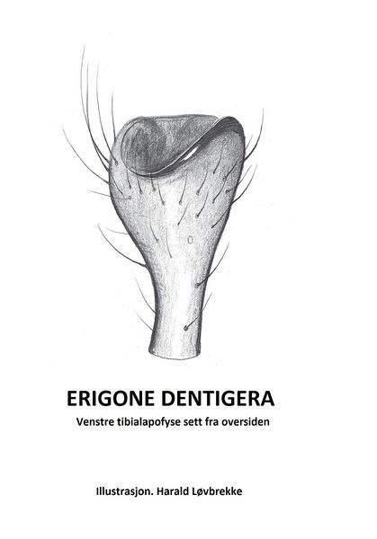 Datei:Erigone dentigera tibialapofyse HLOvbrekke.jpg
