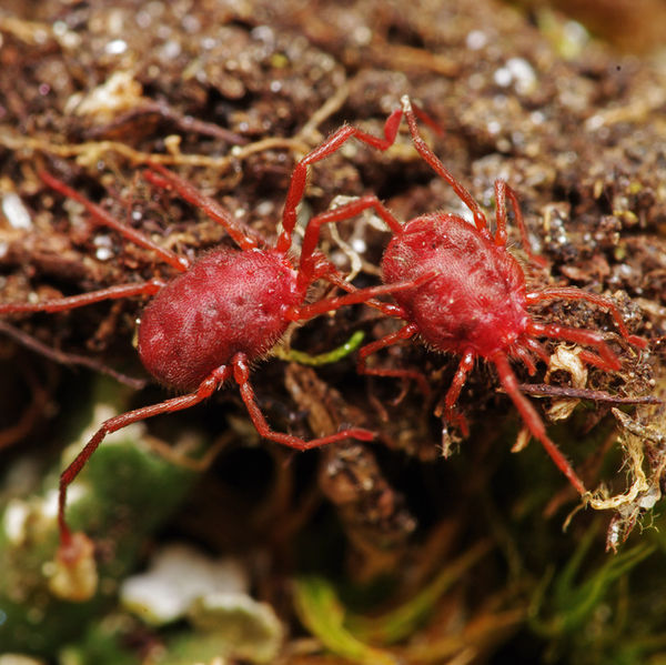 Datei:Erythraeus sp A6452 PP1175.JPG