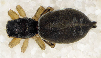 Heliophanus-dubius Ettersberg 09-05 01.jpg