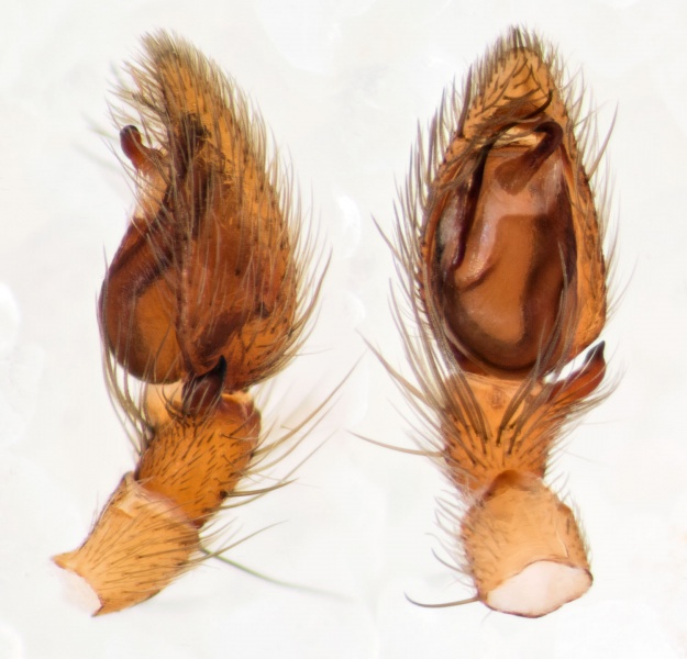 Datei:Scotophaeus-nanoides St-Arnac 15-11 03-ped.jpg