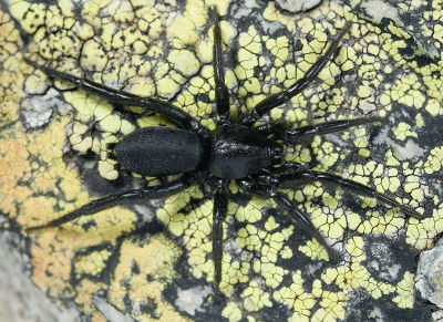 Zelotes-spec No-Insel 09-10 01.jpg