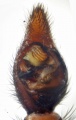 Pedipalpus