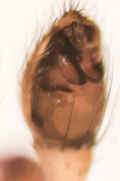 Datei:Enoplognatha quadripunctata m pedipalp ventral.jpg