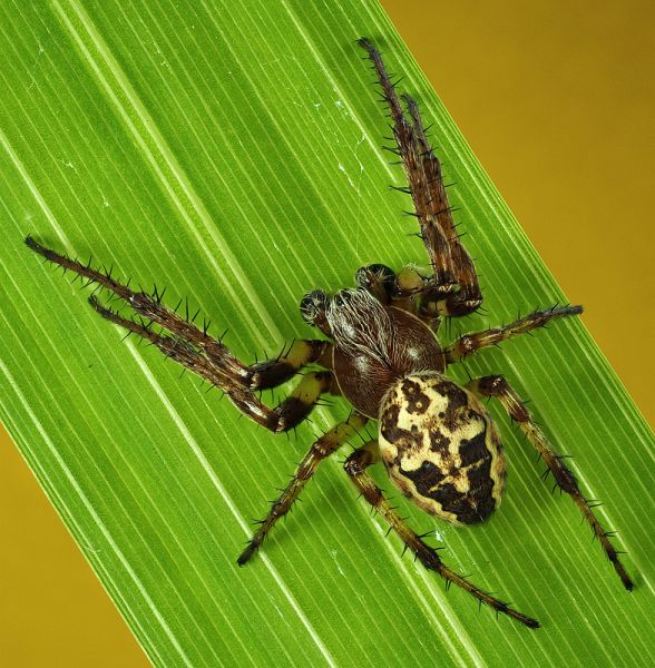Datei:Larinioides-cornutus-m-2.jpg