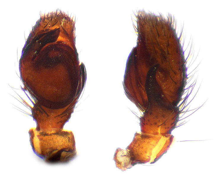 Datei:Pellenes geniculatus palp.jpg