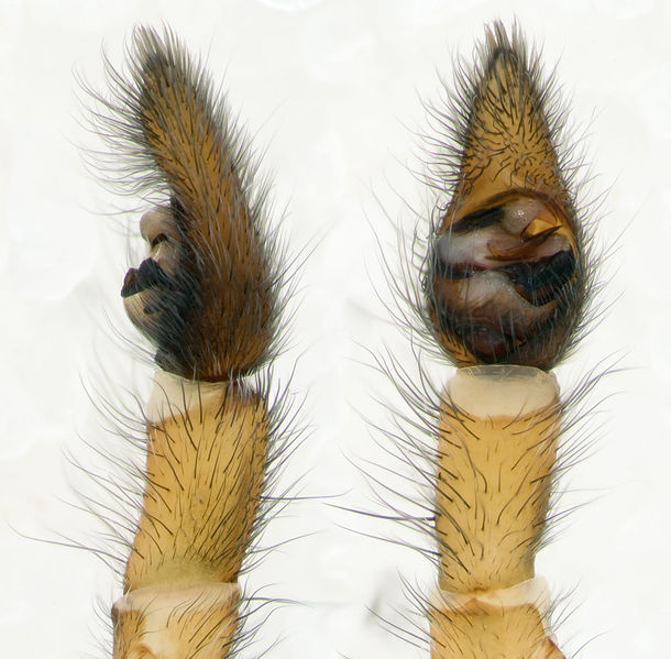 Datei:Arctosa-fulvolineata Sardinien-LagoBaratz 13-04 08-Ped.jpg