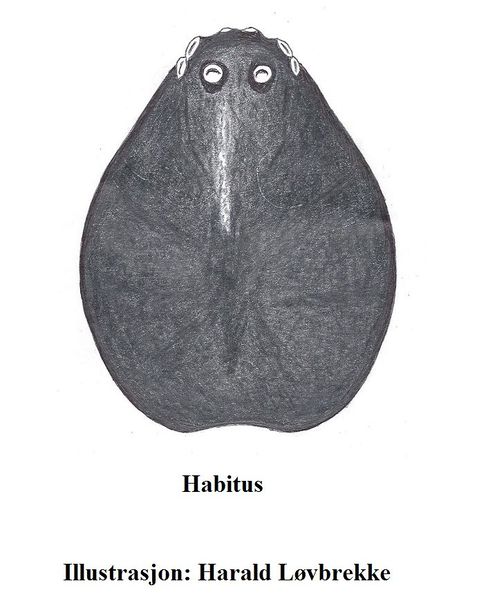 Datei:Cnephalocotes obscurus female Prosoma HLovbrekke.jpg